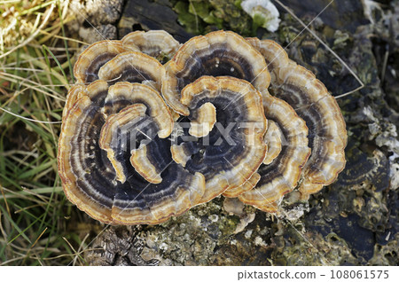 Closeup on a cluster of brown colored polypore mushroom, Trametes versicolor Closeup on a cluster of brown colored polypore mushroom, Trametes versicolor 108061575
