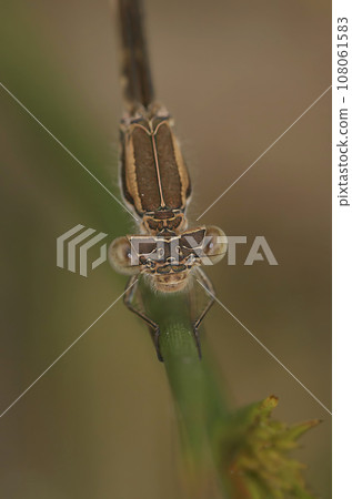 Vertical closeup on a female Common winter damselfly, Sympecma fusca sitting in the vegetation 108061583
