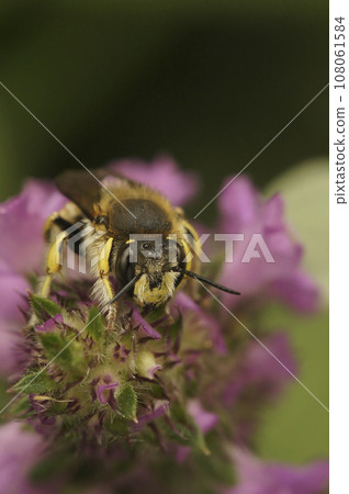 Closeup on the colorful yellow striped European woolcarder solitary, bee Anthidium manicatum in the garden 108061584