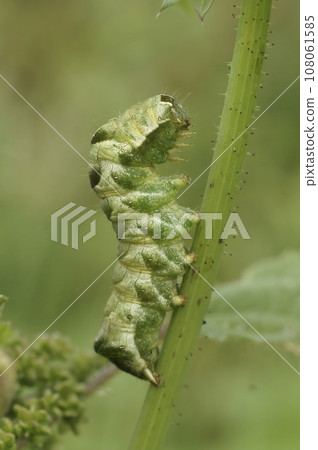 Closeup on the caterpillar of the Dot owlet moth, Melanchra persicariae sitting on Saliw, Willow 108061585