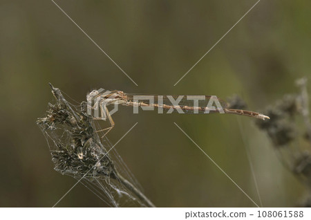 Dark closeup on a female Common winter damselfly, Sympecma fusca sitting in the vegetation in the garden 108061588