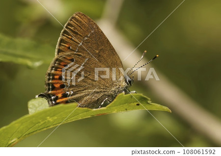 Closeup on the small colorful black hairstreak butterfly Satyrium pruni sitting with closed wings Closeup on the small colorful black hairstreak butterfly Satyrium pruni sitting with closed wings 108061592