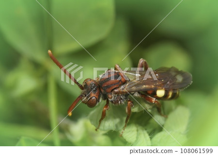 Closeup on a beautiful red female Panzer's Nomada bee, Nomada panzeri sitting on a green leaf 108061599