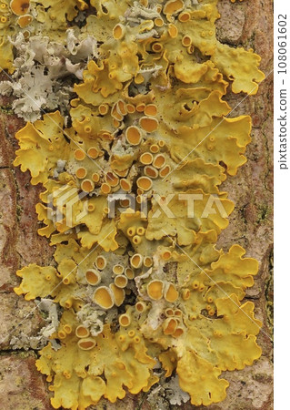 Vertical detailed closeup on a yellow scale or maritime sunburst lichen, Xanthoria parietana 108061602