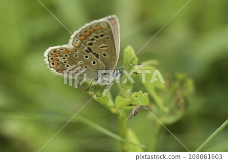 Low angle macro of a European icarus blue butterfly, Polyommatus icarus, sitting with open wings in the vegetation Low angle macro of a European icarus blue butterfly, Polyommatus icarus, sitting with open wings in the vegetation 108061603