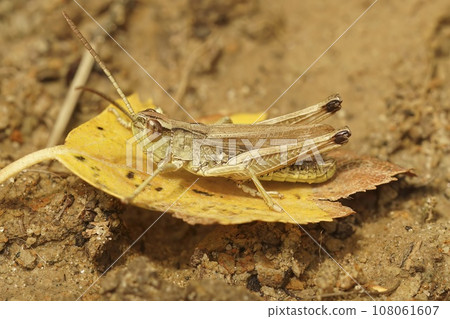 Closeup on the common or meadow grasshopper, Pseudochorthippus parallelus sitting on a fallen leaf 108061607