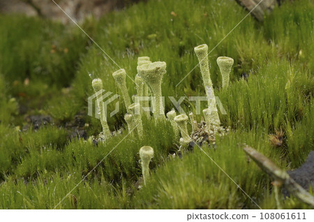 Closeup on the green trumpet cup lichen, Caldonia fimbriata emerging in moss 108061611