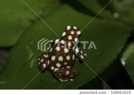 Closeup on a white dotted and endangered Peruvian Maranon Poison Frog, Excidobates mysteriosus 108061628