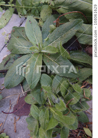 Vertical closeup on the emerging foliage of Orange hawkweed perennial, Hieracium aurantiacum, growing between stones 108061629