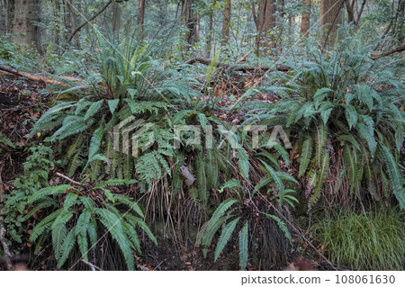 Natural closeup on two the Hard or Deer fern , Blechnum spicant in a ditch side in the forest Natural closeup on two the Hard or Deer fern , Blechnum spicant in a ditch side in the forest 108061630