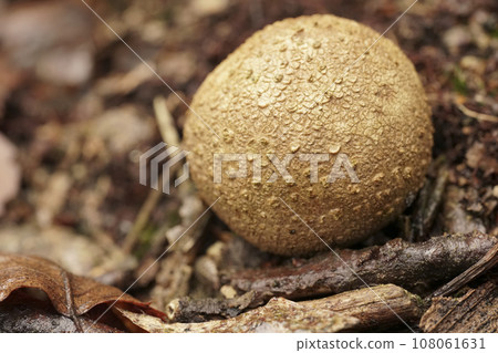 Closeup on the common earthball or pigskin poison puffball mushroom, Scleroderma citrinum on the forest floor Closeup on the common earthball or pigskin poison puffball mushroom, Scleroderma citrinum on the forest floor 108061631