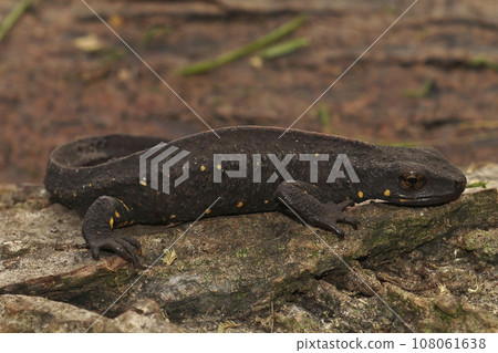 Closeup on a terrestrial, dark ,adult, male Chinese warty newt, Paramesotriton chinensis Closeup on a terrestrial, dark ,adult, male Chinese warty newt, Paramesotriton chinensis 108061638