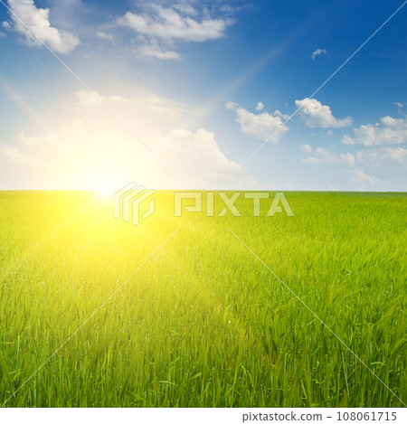 A green wheat field and sunrise. A green wheat field and sunrise. 108061715