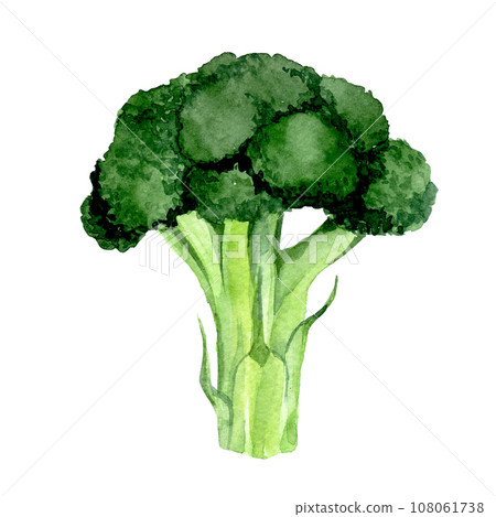watercolor drawing. clipart broccoli. green vegetables realistic illustration 108061738