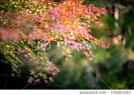 秋天的京都，黃檜派的寺廟成壽寺，神社參道上的楓樹開始變色 108061883