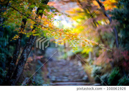 京都的秋天，成壽寺，黃檜宗的寺廟，色彩繽紛的秋葉和通往正殿的石階上秋光的漩渦 108061926