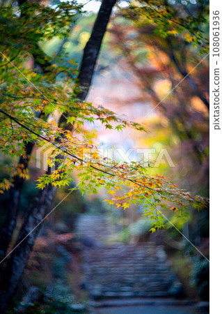 京都的秋天，成壽寺，黃檜宗的寺廟，色彩繽紛的秋葉和通往正殿的石階上秋光的漩渦 108061936