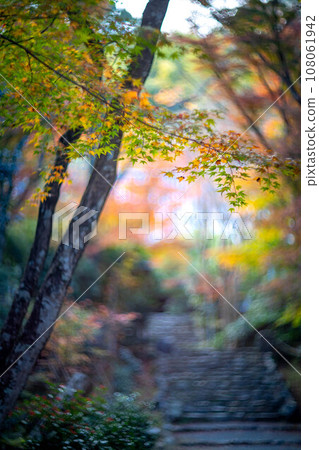 京都的秋天,成壽寺,黃檜宗的寺廟,色彩繽紛的秋葉和通往正殿的石階上秋光的漩渦 京都的秋天,成壽寺,黃檜宗的寺廟,色彩繽紛的秋葉和通往正殿的石階上秋光的漩渦 108061942