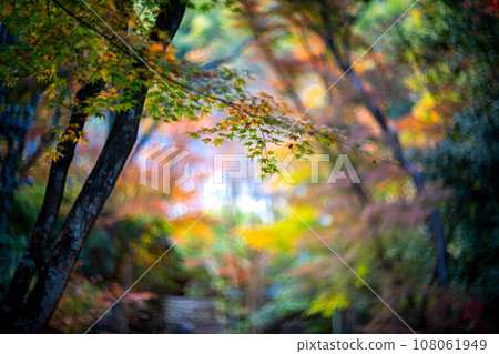 京都的秋天，成壽寺，黃檜宗的寺廟，色彩繽紛的秋葉和通往正殿的石階上秋光的漩渦 108061949