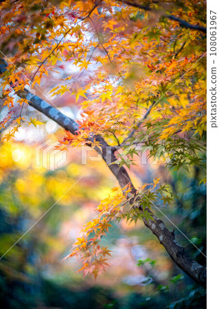 Autumn in Kyoto, colorful branches of autumn leaves on the approach to the main hall of Jojuji, a temple of the Obaku sect. Autumn in Kyoto, colorful branches of autumn leaves on the approach to the main hall of Jojuji, a temple of the Obaku sect. 108061967