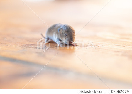 a little cub mouse, a baby vole on a wooden plank a little cub mouse, a baby vole on a wooden plank 108062079