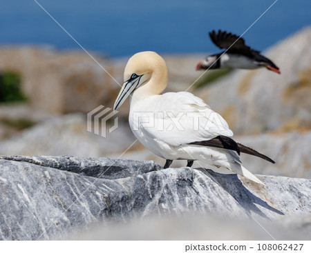 Northern Gannet off the Coast of Maine 108062427