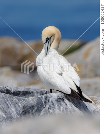 Northern Gannet off the Coast of Maine 108062437