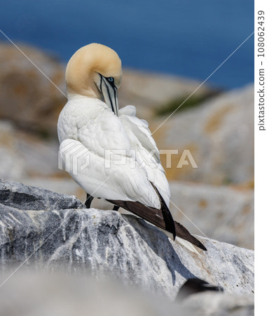 Northern Gannet off the Coast of Maine 108062439