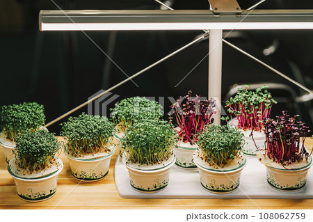 Microgreens growing on windowsill grown indoors under white light lamp. Vitamins on windowsill. Hobby, vegan eating 108062759