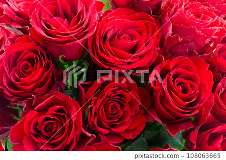 Crimson red rose flowers 108063665