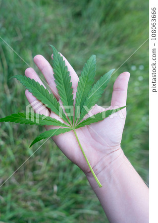 cannabis treatment concept cannabis treatment concept 108063666