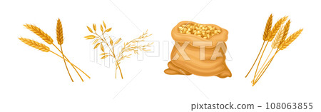Wheat Grain Cereal in Husk and Spikelet Vector Set 108063855