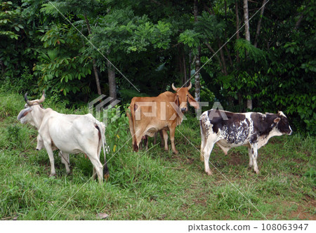 Free range Costa Rican Cows hang out in grassy woods Free range Costa Rican Cows hang out in grassy woods 108063947