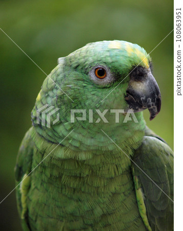 Close-up of Green Parrot with a tilted head 108063951
