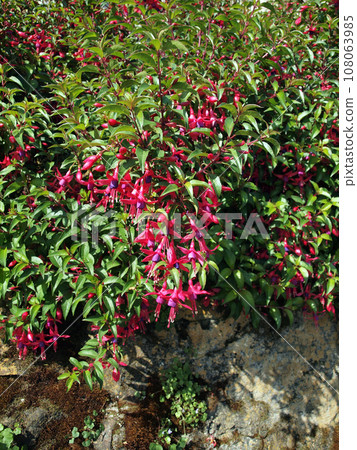 Pink flowers hang from plant growing on wall 108063985