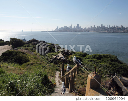 Western Gulls Hangout on broken stairs with San Francisco skyline in the distance 108064004