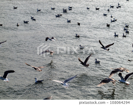 Western Sea Gull flying while others rest in the calm water 108064294