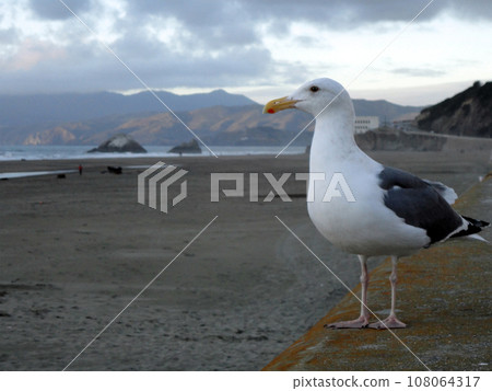 Side Profile of a Western Gull against the background of the San Francisco Ocean Beach 108064317