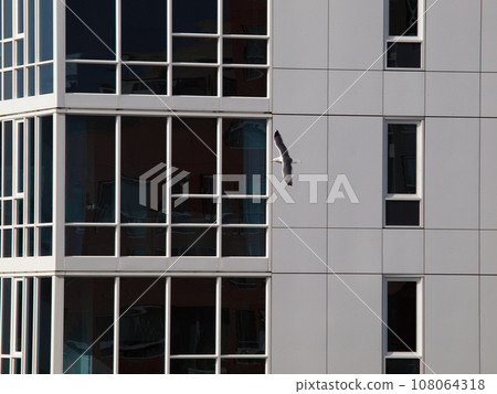 Western Gull flies by Building with blue windows 108064318