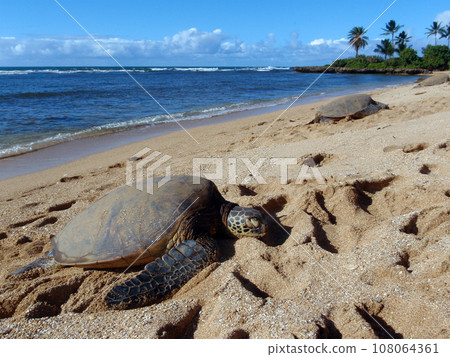 Three Large Green Sea Turtle sunbath Three Large Green Sea Turtle sunbath 108064361