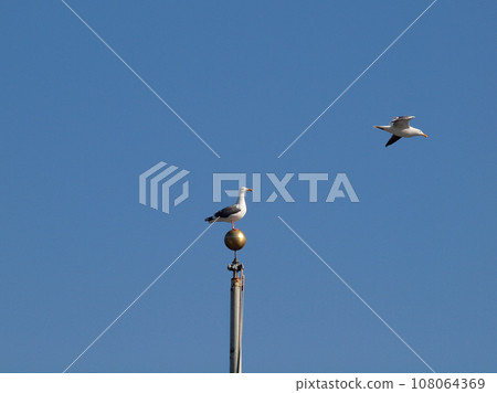 Western Gull rests on top of pole as another Gull bird flies by Western Gull rests on top of pole as another Gull bird flies by 108064369