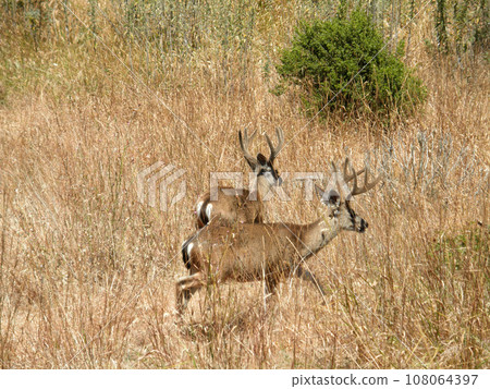 Two Black-tailed Deer run through Dry Grassy Field Two Black-tailed Deer run through Dry Grassy Field 108064397