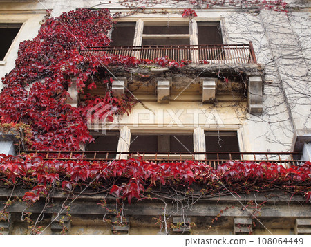 Red Leaf vine plant grow on the side of a building with windows long removed 108064449