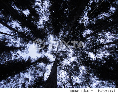 Looking up at tall trees as night falls 108064451