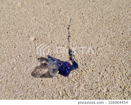 Washed up Man-o-war with a long tail on a Oahu beach 108064454