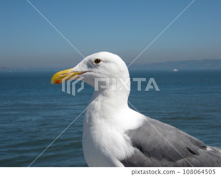 Side Profile of a Western Gull Side Profile of a Western Gull 108064505