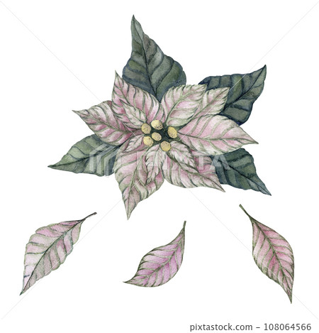Christmas Flower poinsettia. Flowers and petals. Isolated watercolor illustration Christmas Flower poinsettia. Flowers and petals. Isolated watercolor illustration 108064566