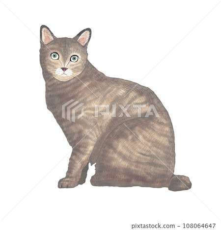 短毛貓面向前坐著 短毛貓面向前坐著 108064647