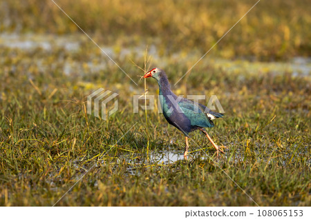 Western swamphen or Purple Moorhen or Porphyrio porphyrio bird closeup or portrait in winter season evening light at wetland of keoladeo national park or bharatpur bird sanctuary rajasthan india asia 108065153