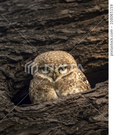 spotted owlet or Athene brama closeup or portrait with eye contact in nest or hollow in tree during safari in winter season at keoladeo ghana national park or bharatpur bird sanctuary rajasthan india 108065159